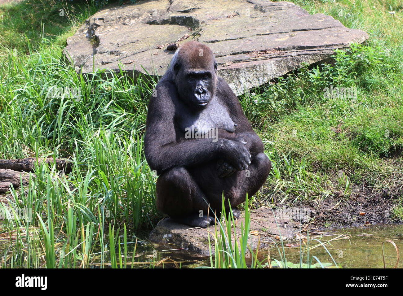 Female Western lowland gorilla at the water's edge Stock Photo