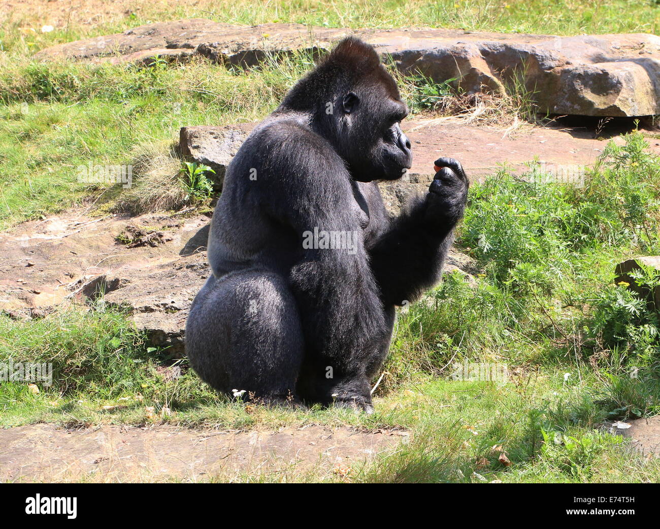 Jambo, the alpha male lowland gorilla at Apenheul zoo, The Netherlands Stock Photo