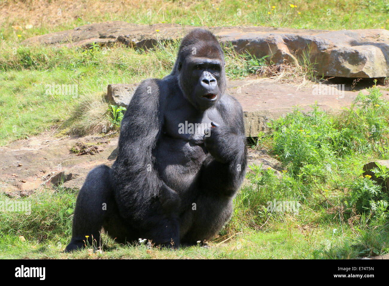Mature male Western lowland gorilla at Apenheul zoo, The Netherlands Stock Photo
