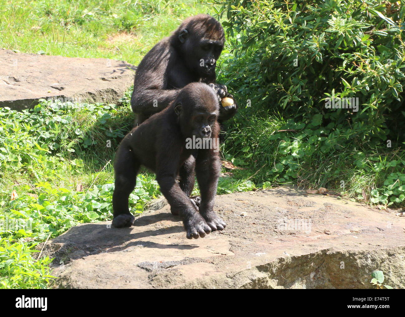 Two young male gorillas exploring and eating Stock Photo