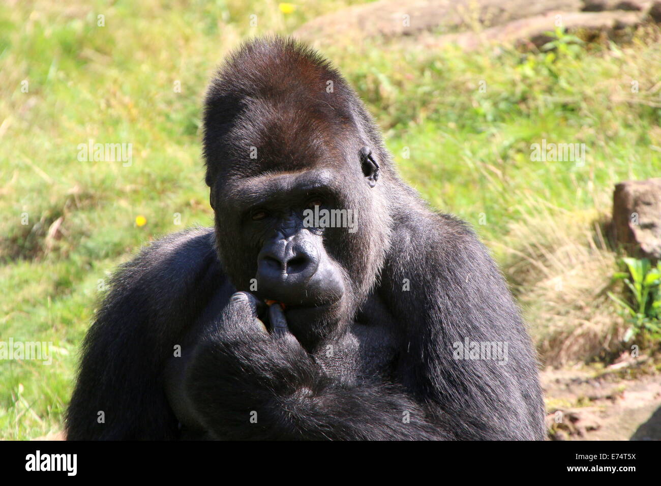 Jambo, the alpha male leader lowland gorilla at Apenheul zoo, The Netherlands Stock Photo