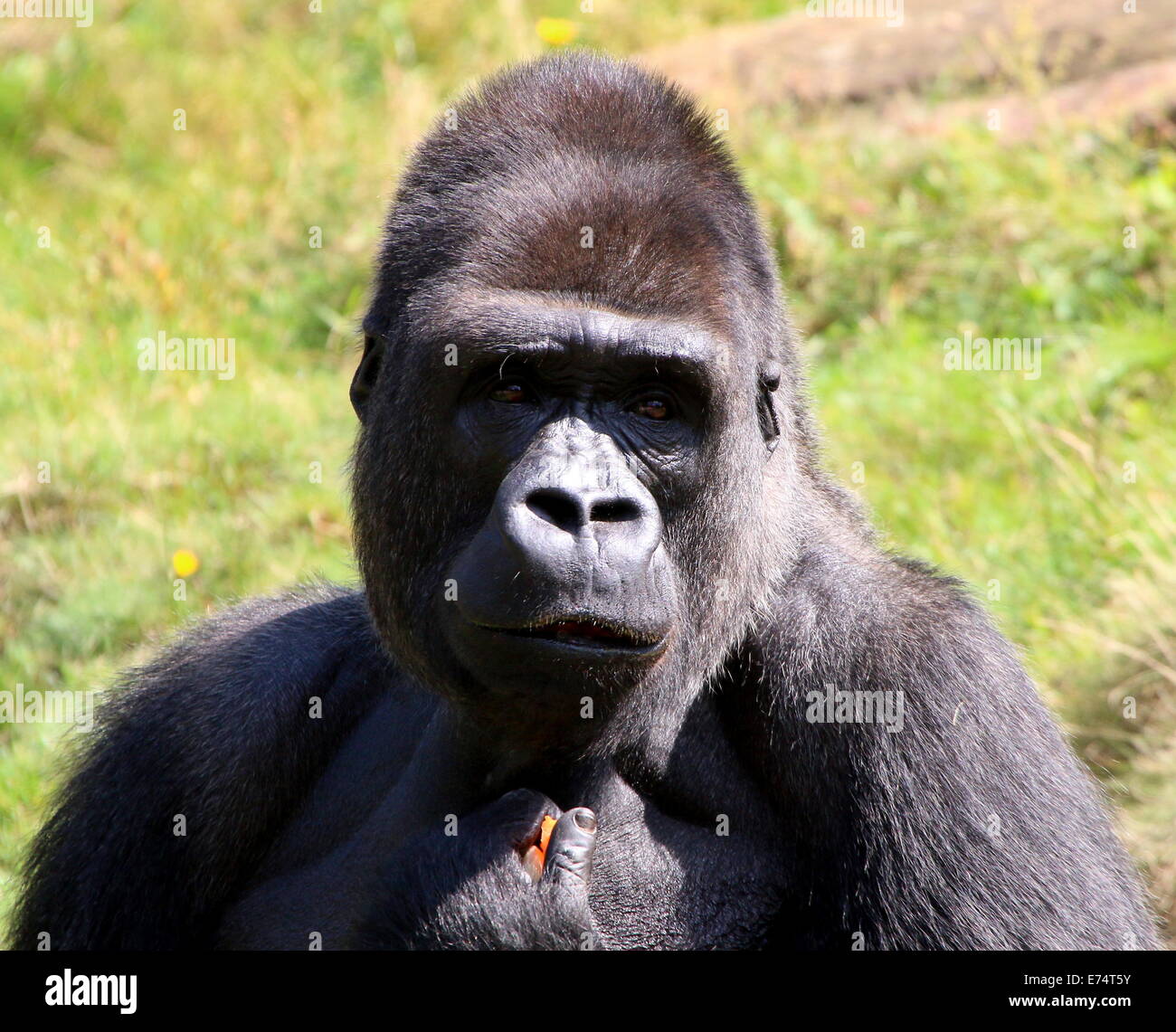 Silverback male Western lowland gorilla portrait Stock Photo