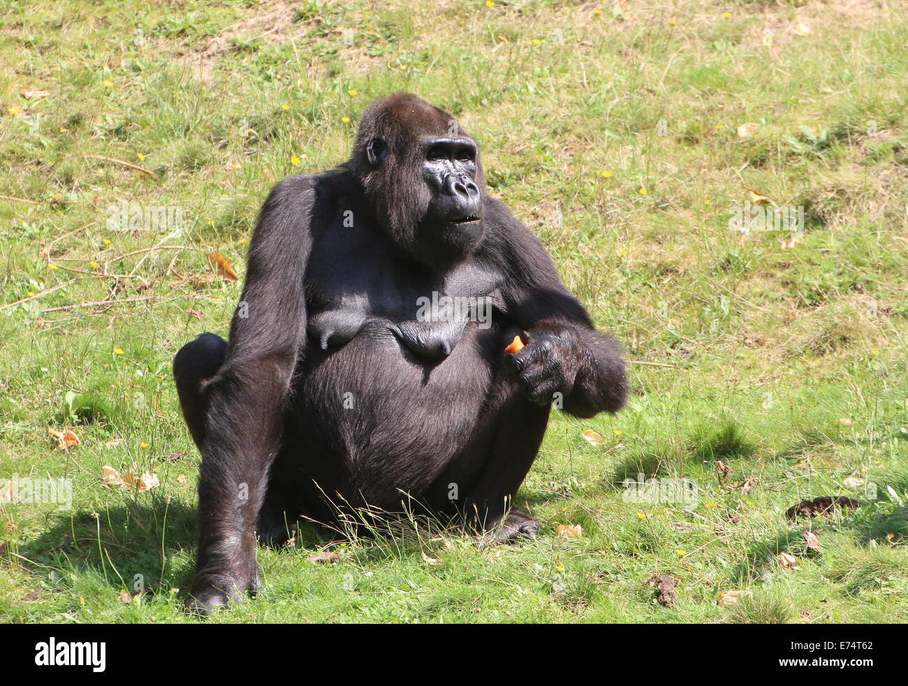 Mature female eating a carrotl; group of Western lowland gorillas at Apenheul Primate zoo, The Netherlands Stock Photo