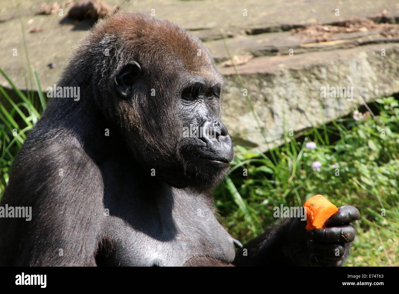 Young male Gorilla eating a carrot  at Apenheul Primate Zoo, The Netherlands Stock Photo