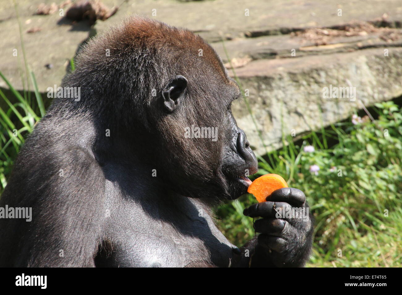Gorilla eating a carrot  at Apenheul primate zoo, Apeldoorn, The Netherlands Stock Photo
