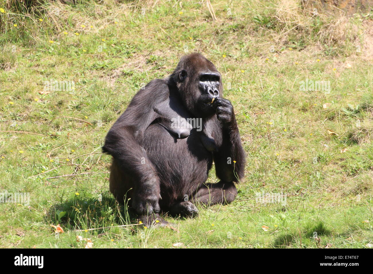 Mature female gorilla  at Apenheul zoo, The Netherlands Stock Photo