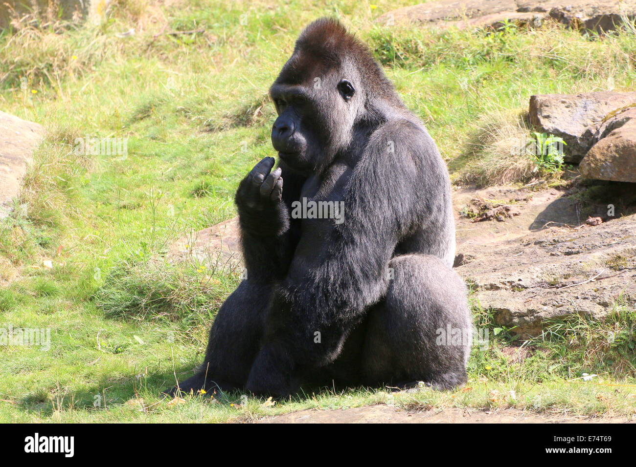 Male  Western lowland gorilla in profile Stock Photo