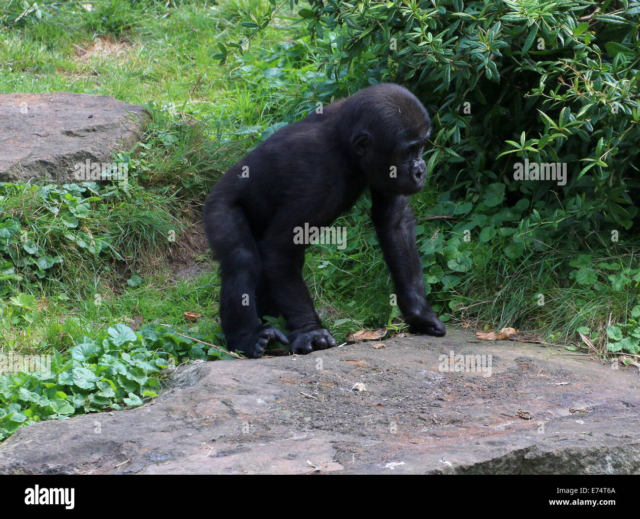 Inquisitive young male  gorilla doing a little exploring Stock Photo