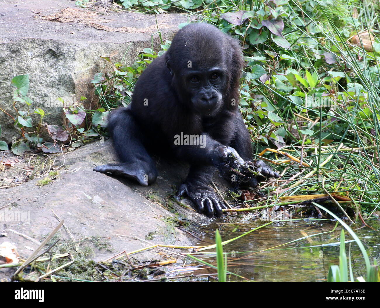 Young  Gorilla drinking water at a pond Stock Photo