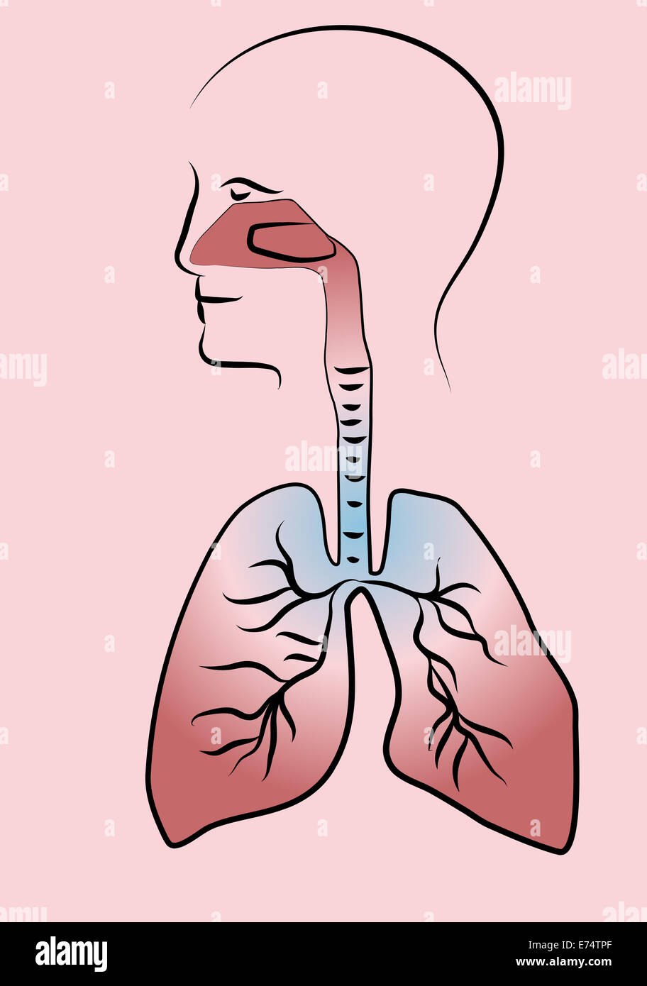 respiratory system Stock Photo