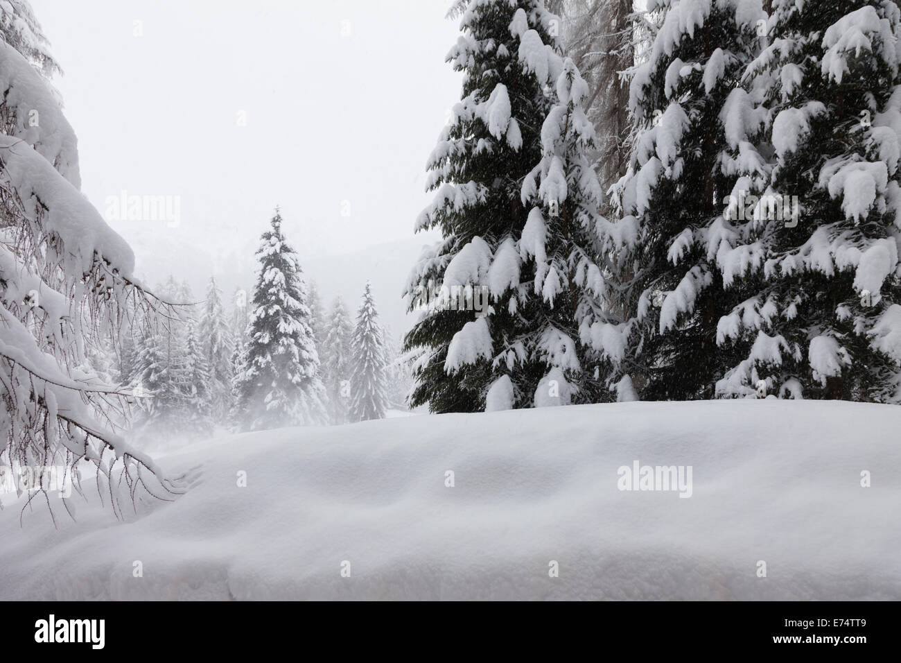 Wild Winter Landscape with spruce tree forest covered by snow Stock ...