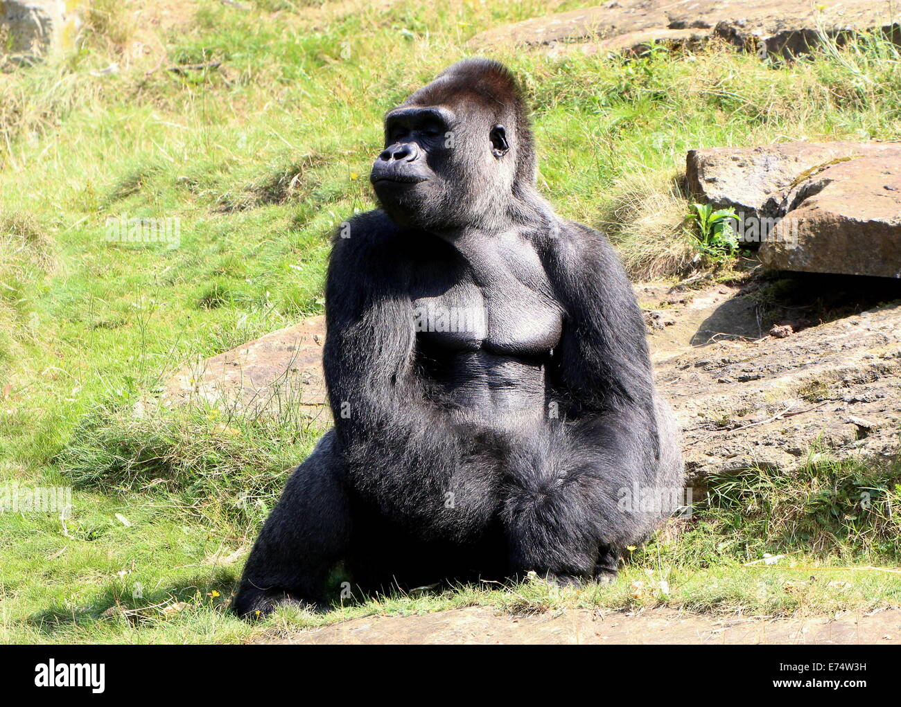 Jambo, the alpha male silver-back a large group of Western lowland gorillas at Apenheul Primate zoo, The Netherlands Stock Photo