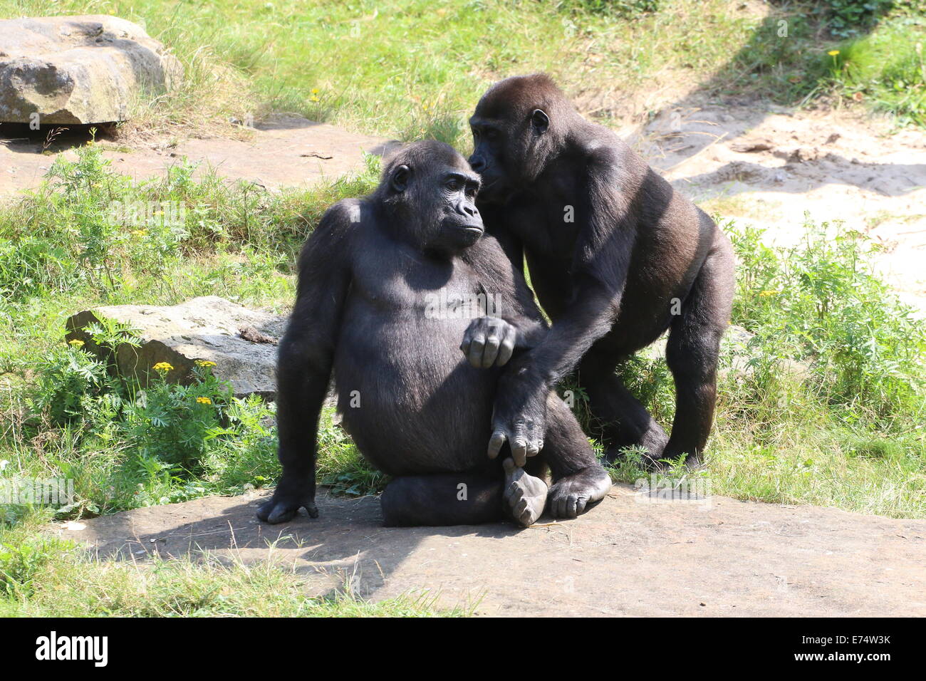 Two mature female gorillas, members of a group of Western lowland gorillas at Apenheul zoo, The Netherlands Stock Photo