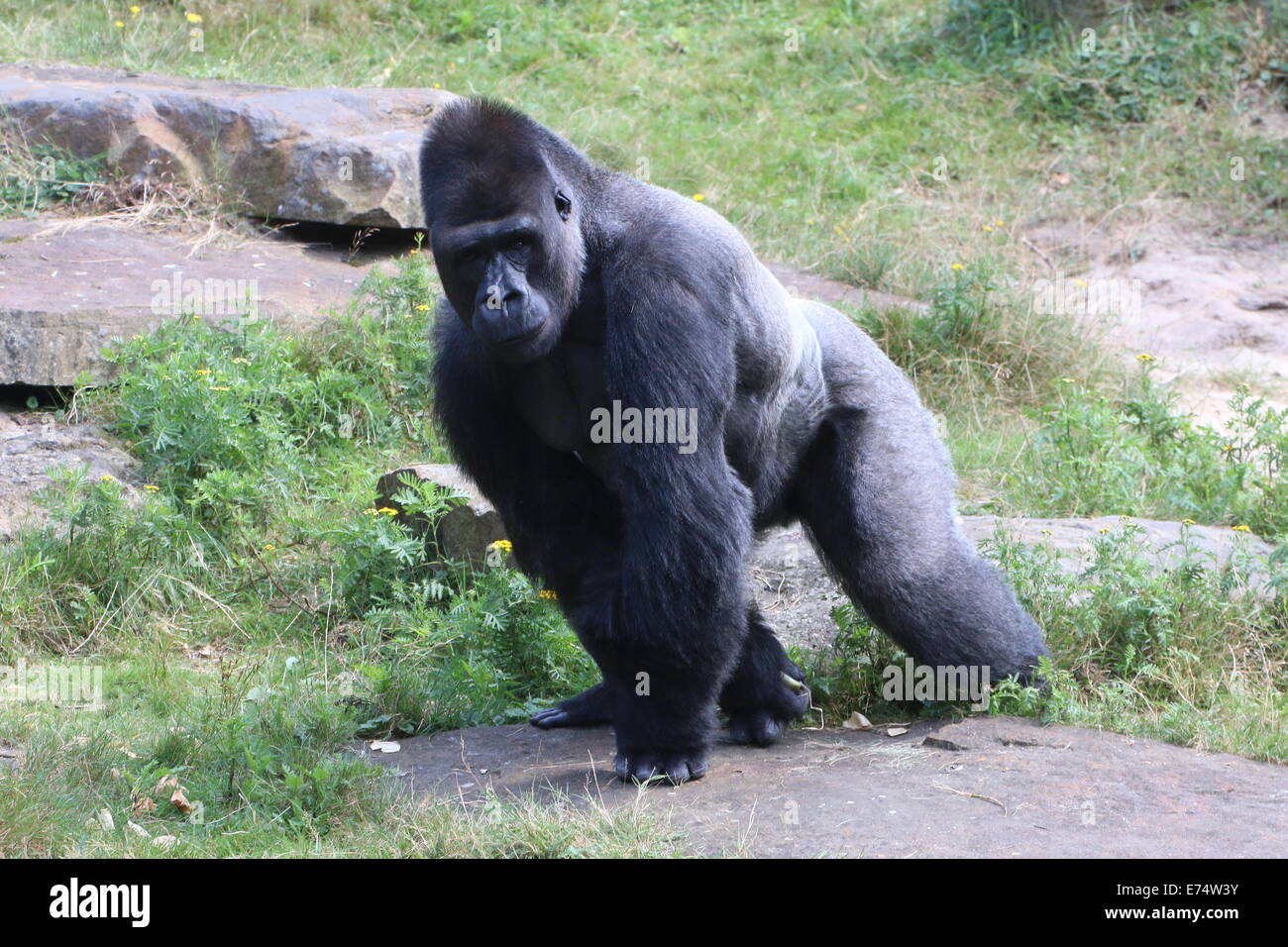 Mature male Western lowland gorilla walking Stock Photo
