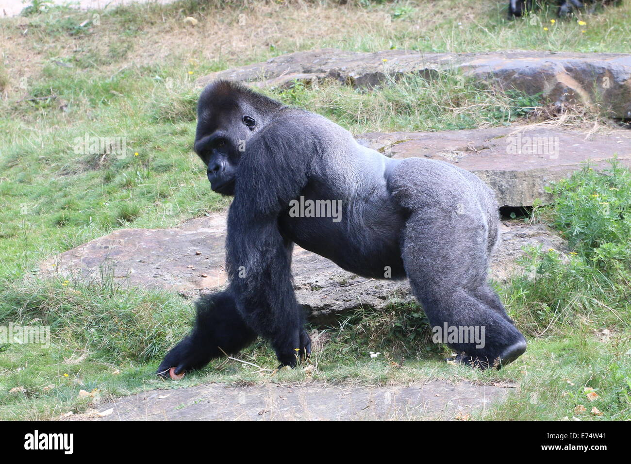 Mature male Western lowland gorilla Stock Photo