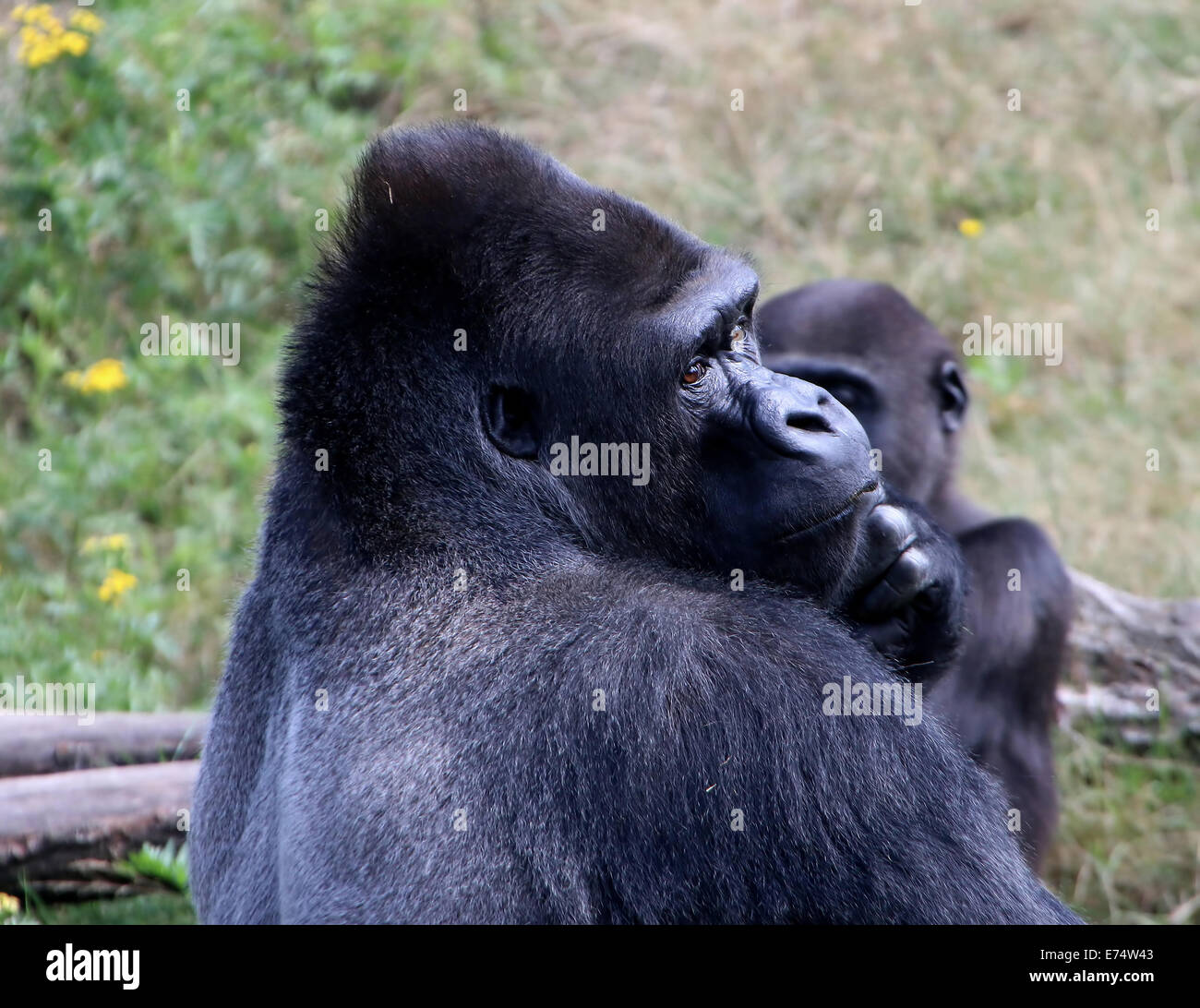 Jambo, the alpha male leader of the group of Western lowland gorillas at Apenheul zoo, The Netherlands Stock Photo