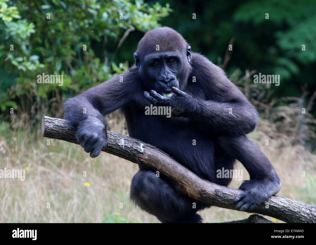 Young female gorilla climbing in a branch while eating Stock Photo