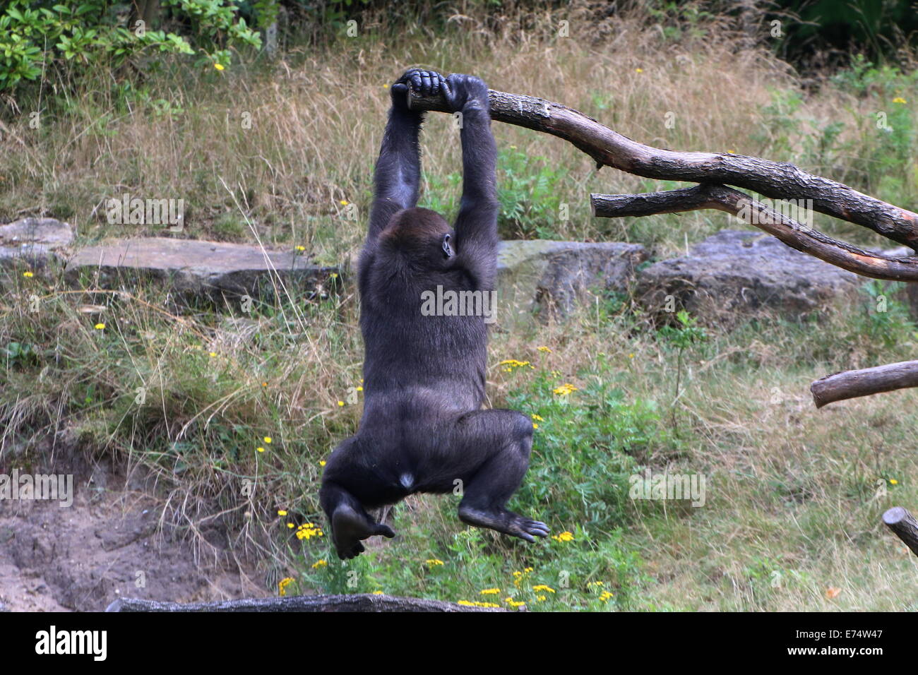 Playful young male Gorilla  at Apenheul zoo, The Netherlands, hanging from a branch Stock Photo