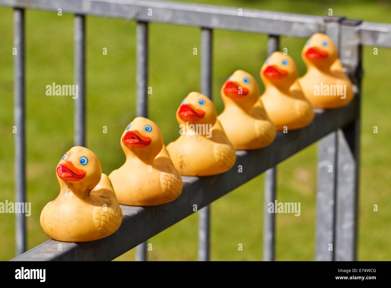 Get your ducks in a row Stock Photo