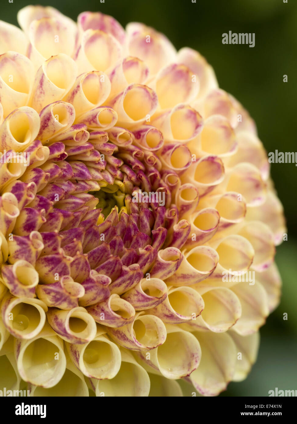 Cream and crimson Ball / globe Dahlia flower petals close-up Stock Photo