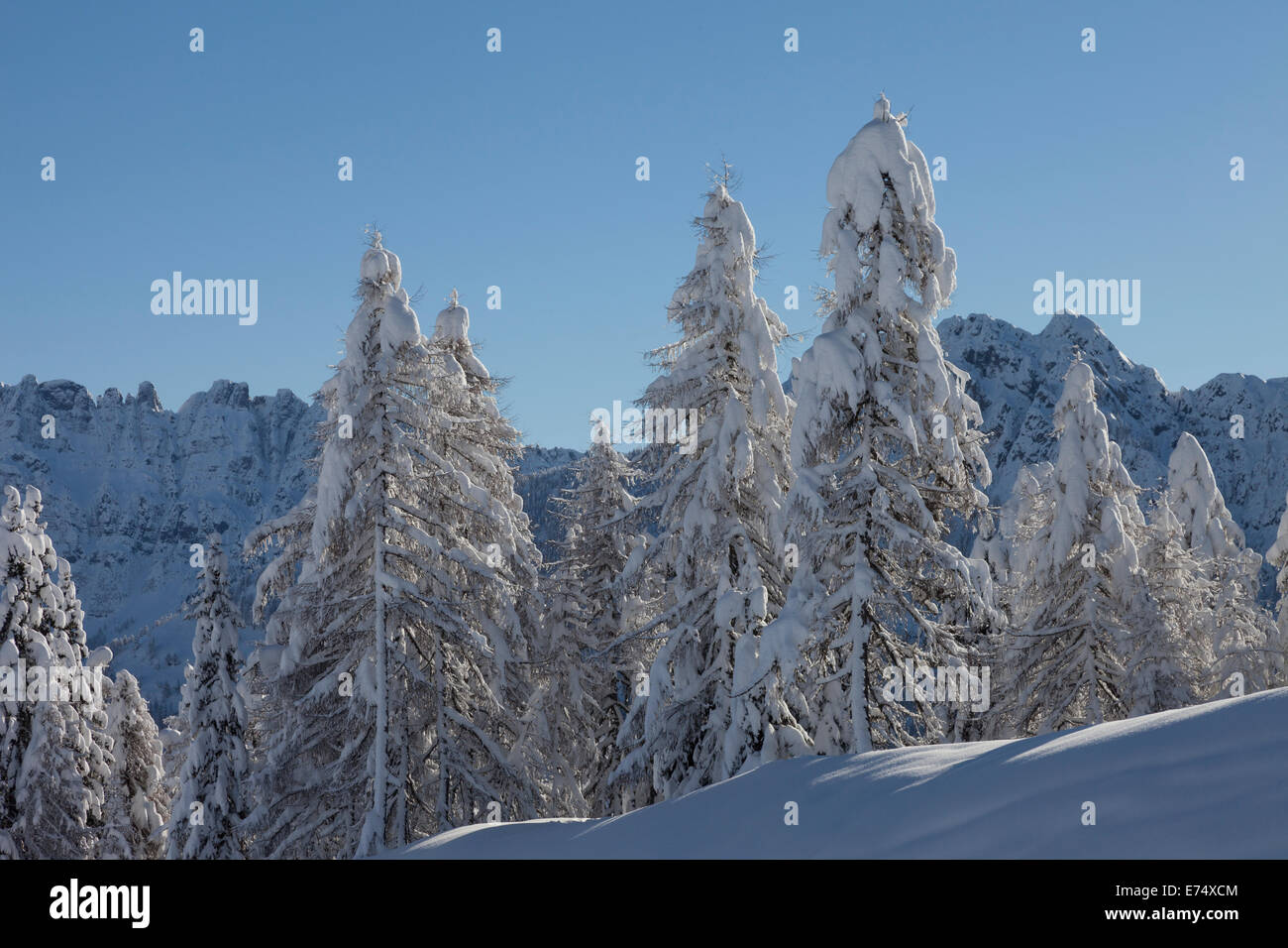 Wild Winter Landscape with spruce tree forest covered by snow Stock ...