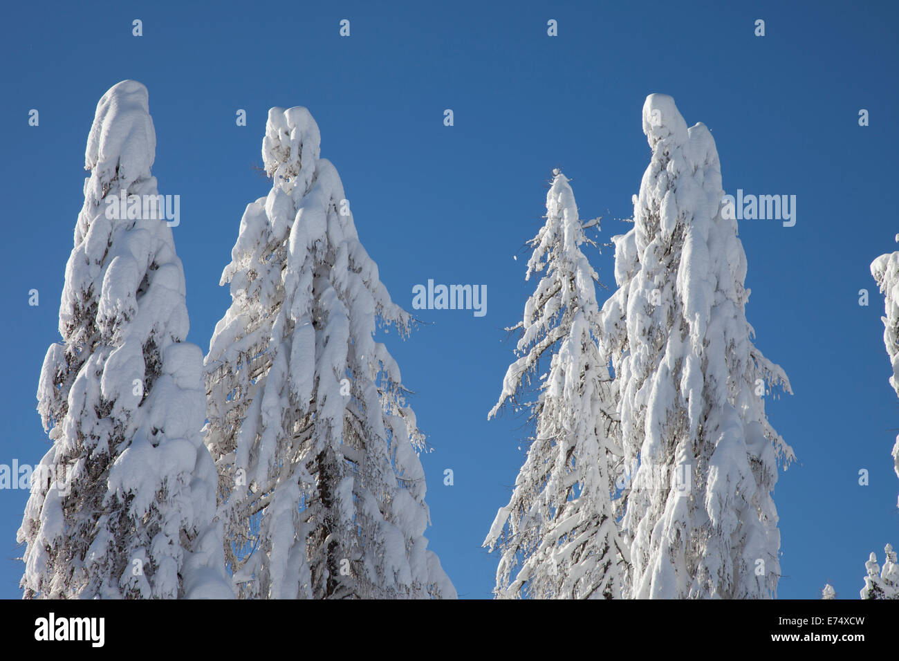 Wild Winter Landscape with spruce tree forest covered by snow Stock ...