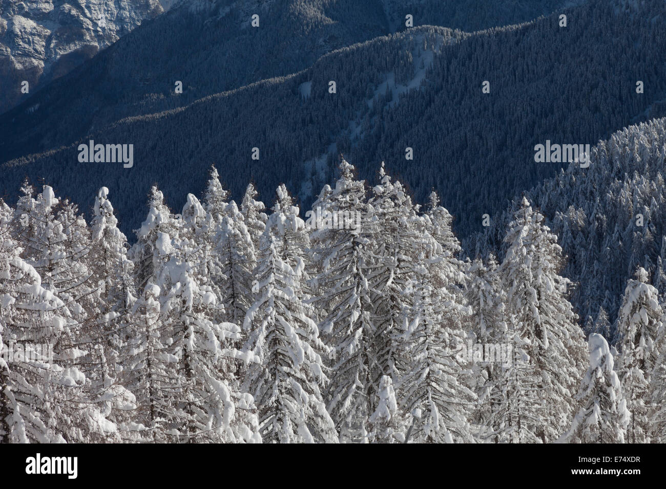 Wild Winter Landscape with spruce tree forest covered by snow Stock ...
