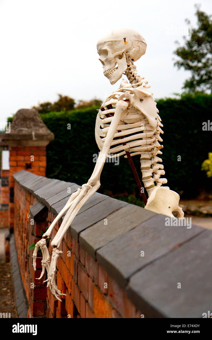 Human skeleton looking over a wall Stock Photo