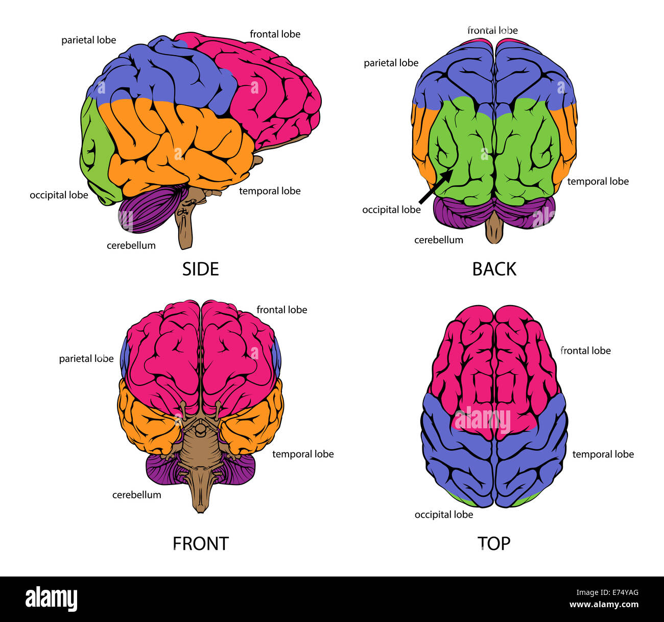 Human brain from all sides with sections in different colors and text labels Stock Photo