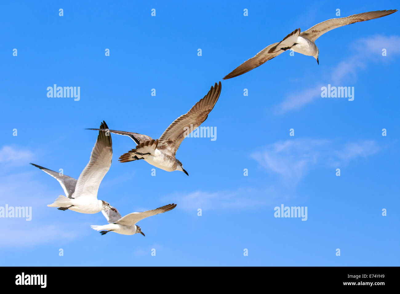 Seagulls flying high against the background of blue sky Stock Photo