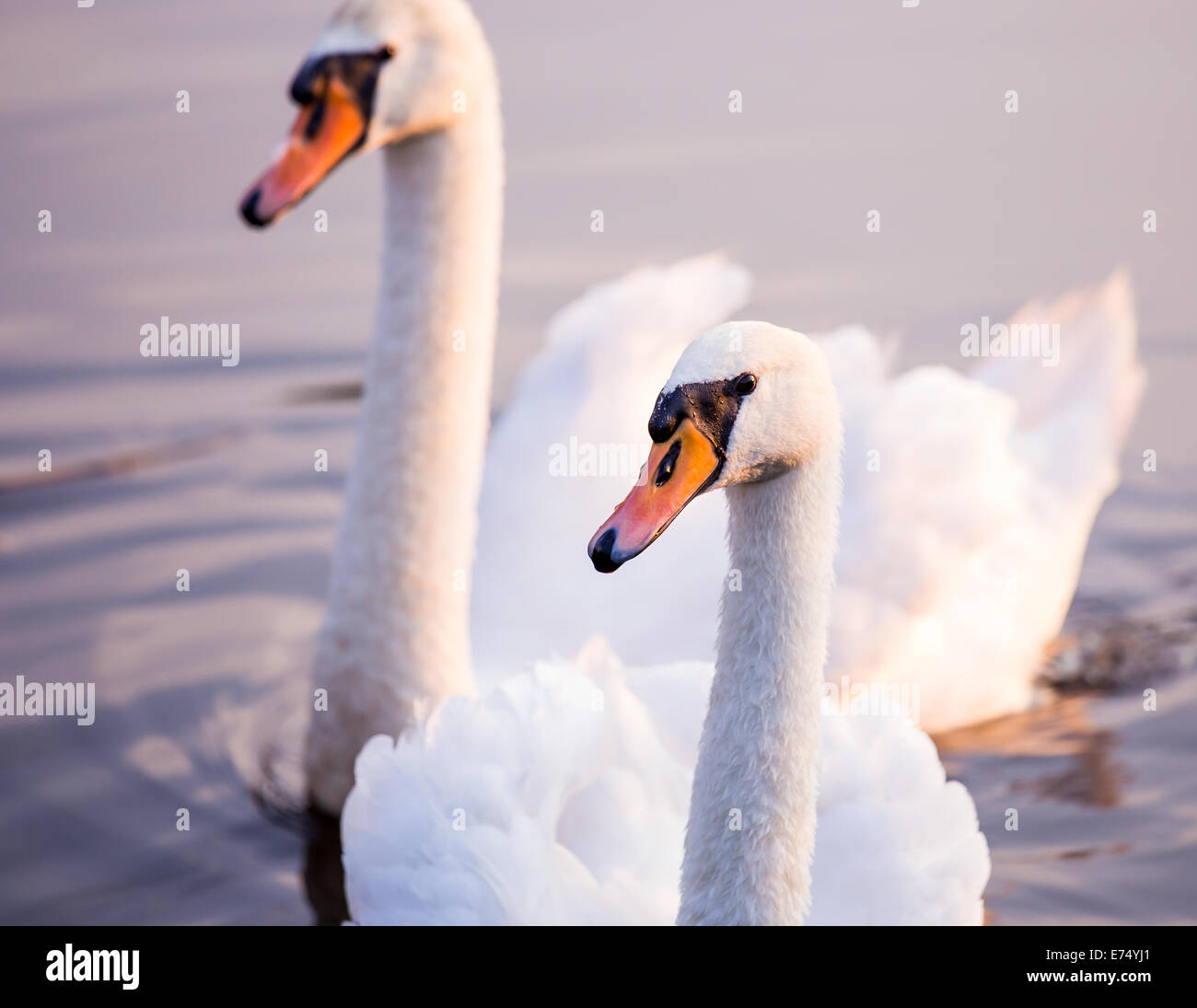 Majestic swans floating on the water surface Stock Photo