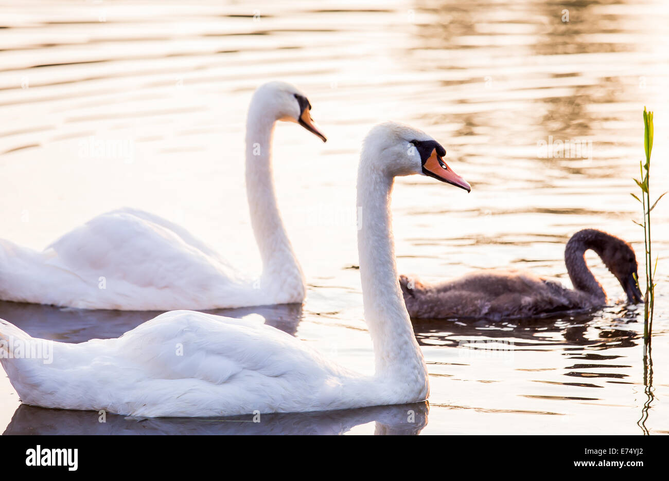 Young cygnet with its parents floating on the water surface Stock Photo