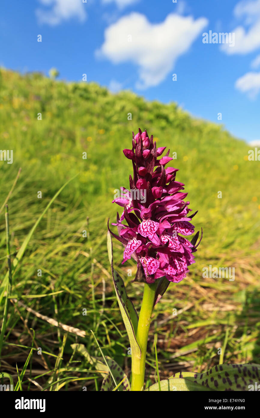 Dactylorhiza orchid with purple flowers on Alpine meadow Stock Photo