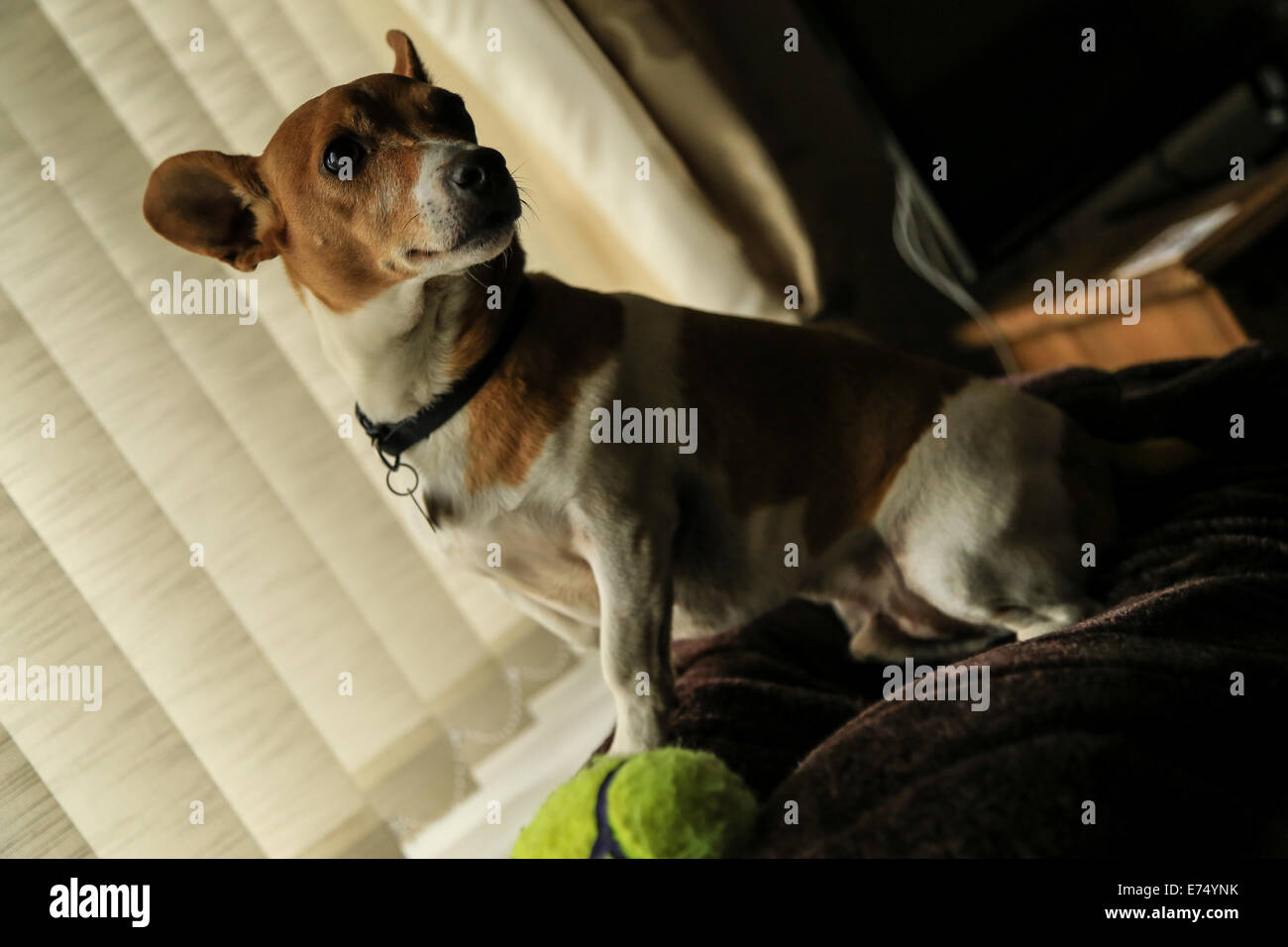 Jack russel  dog sat on chair looking at the owner waiting to play fetch with his tennis ball Stock Photo