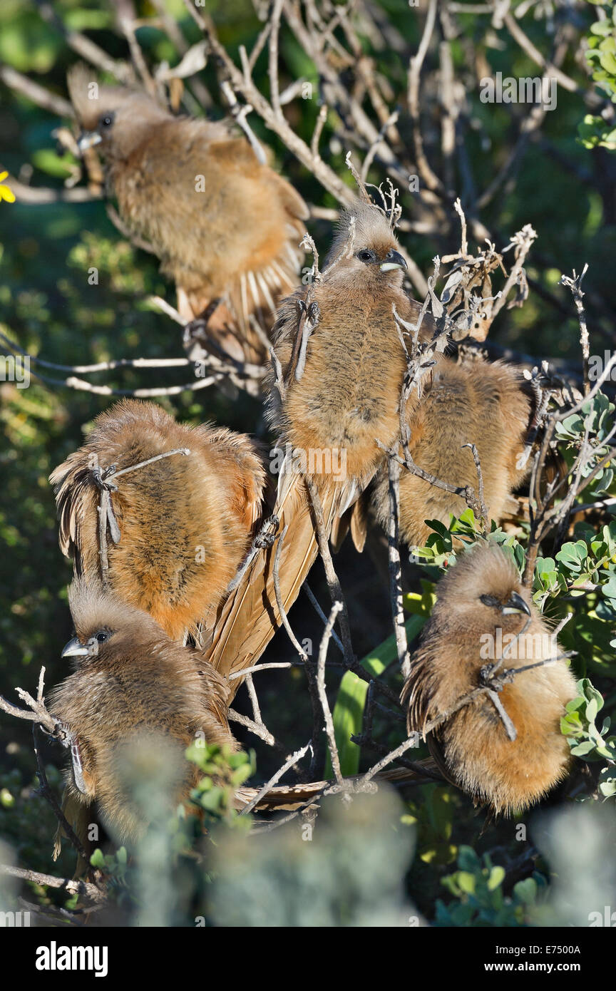 South Africa, De Hoop Nature Reserve, Speckled Mouse-birds, Colius striatus striatus Stock Photo