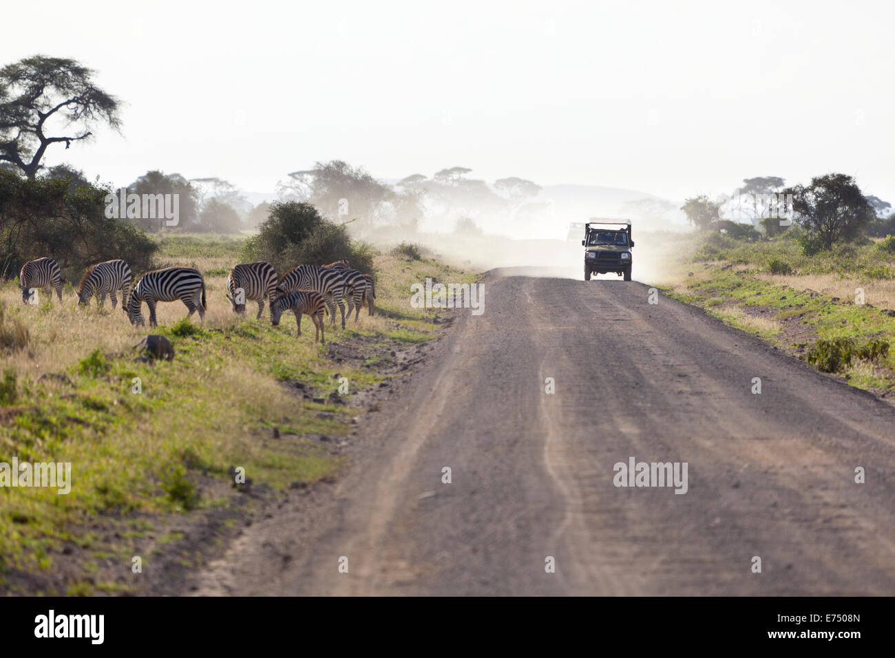 Zebras in Amboseli National Park in Kenya with a Safari Car throwing up dust. Stock Photo
