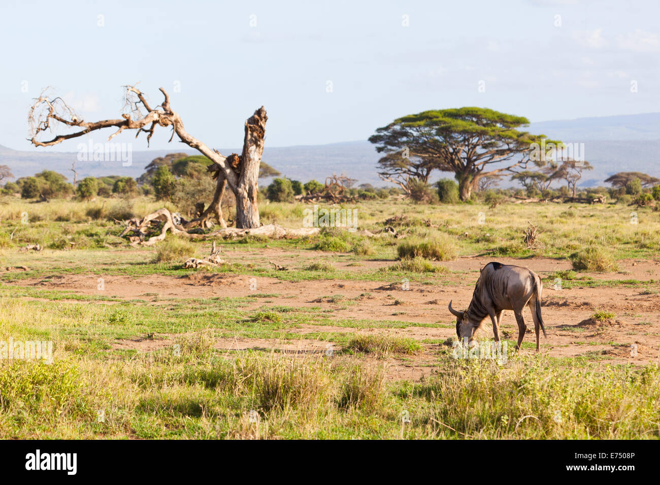 Wildebeest in Amboseli National Park, Kenya Stock Photo