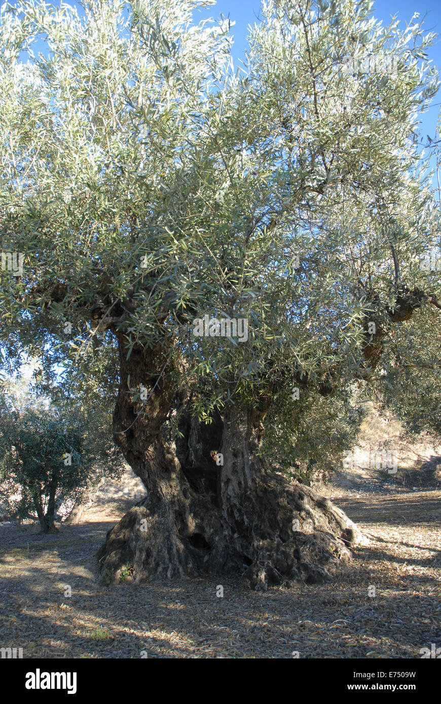 Very old olive tree, Spain Stock Photo