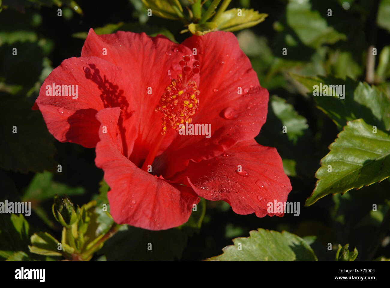 Red hibiscus flower with early morning dew Stock Photo
