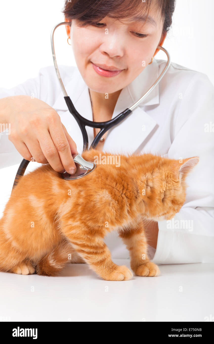 Female Veterinarian doing checkup a cute cat at clinic Stock Photo