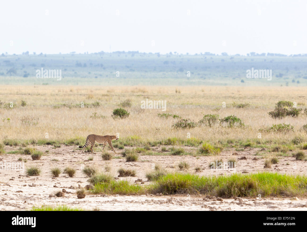 An Cheetah in Amboseli National Park in Kenya. Stock Photo