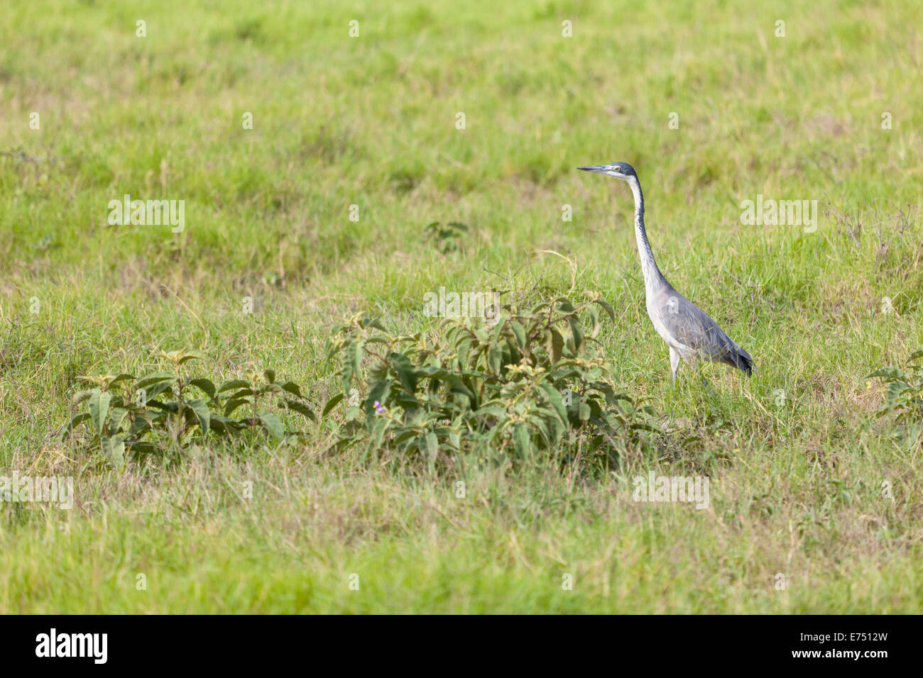 Grey Heron in Amboseli National Park, Kenya Stock Photo