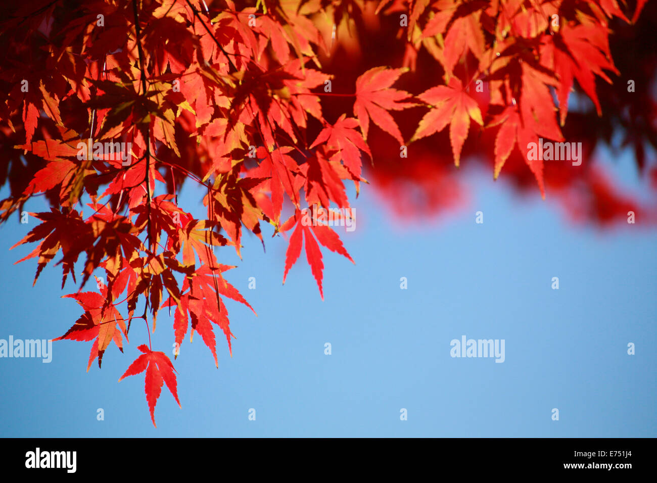 Autumn leaf against blue sky Stock Photo - Alamy