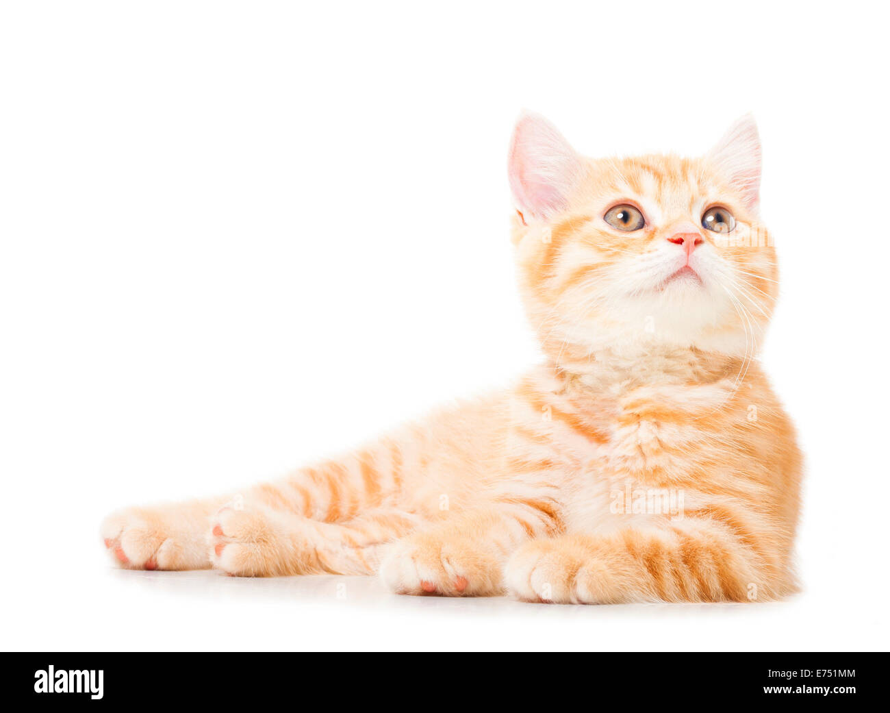 Short haired cheap ginger cat