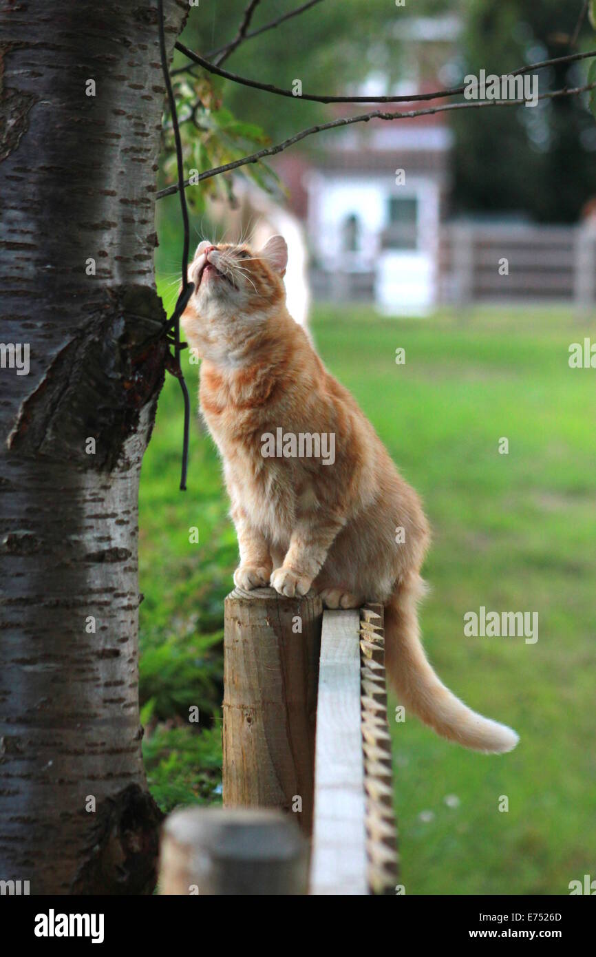 Ginger cat on garden fence Stock Photo - Alamy