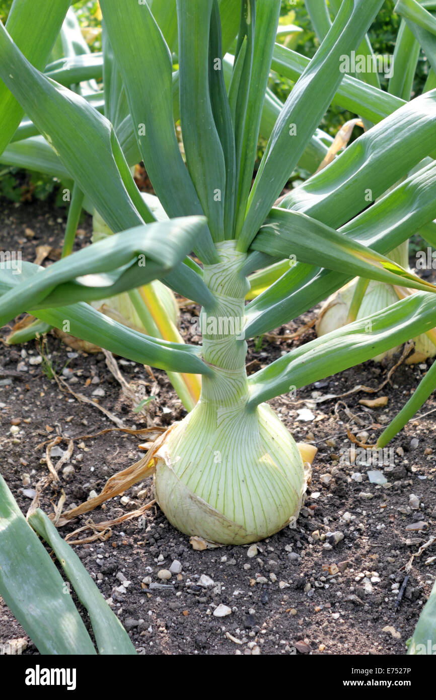 Giant onions growing in an allotment. Sussex England UK Stock Photo Alamy