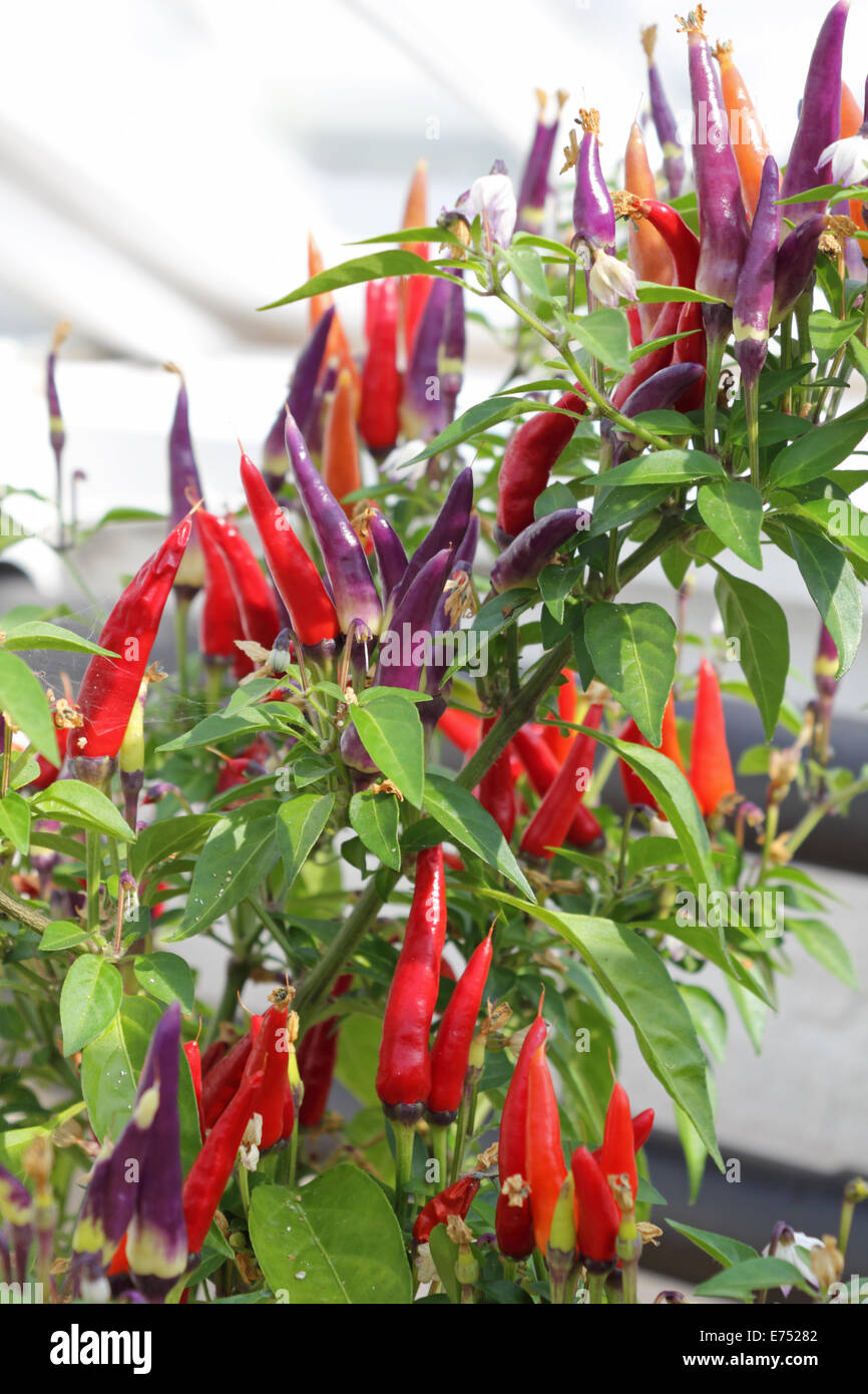 Chili peppers growing in a greenhouse in Sussex England UK Stock Photo