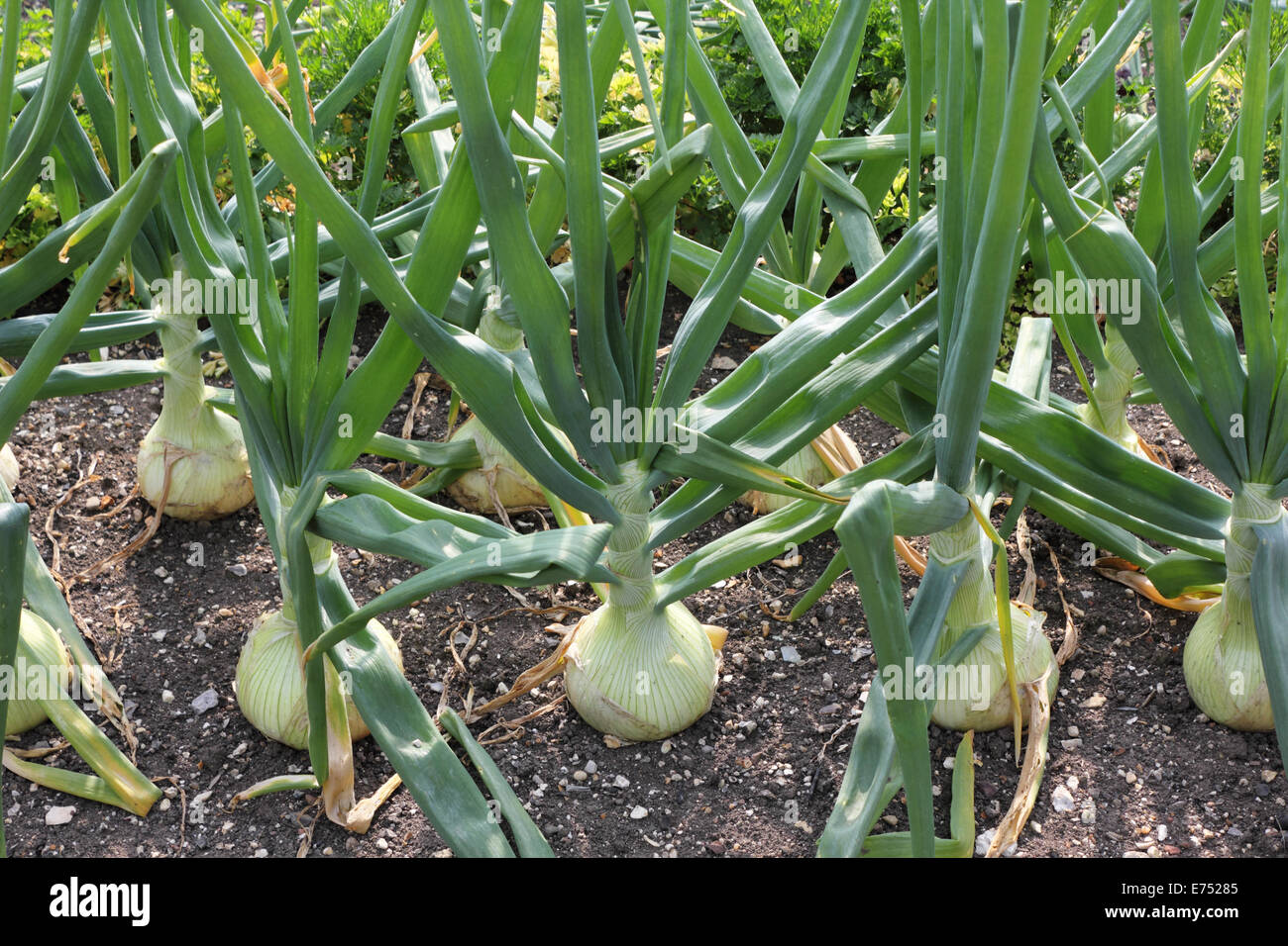 Giant onions hires stock photography and images Alamy