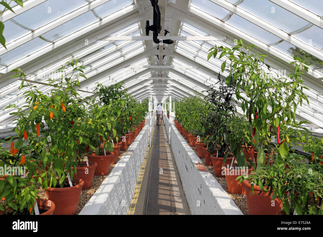 Chili peppers growing in a greenhouse in Sussex England UK Stock Photo