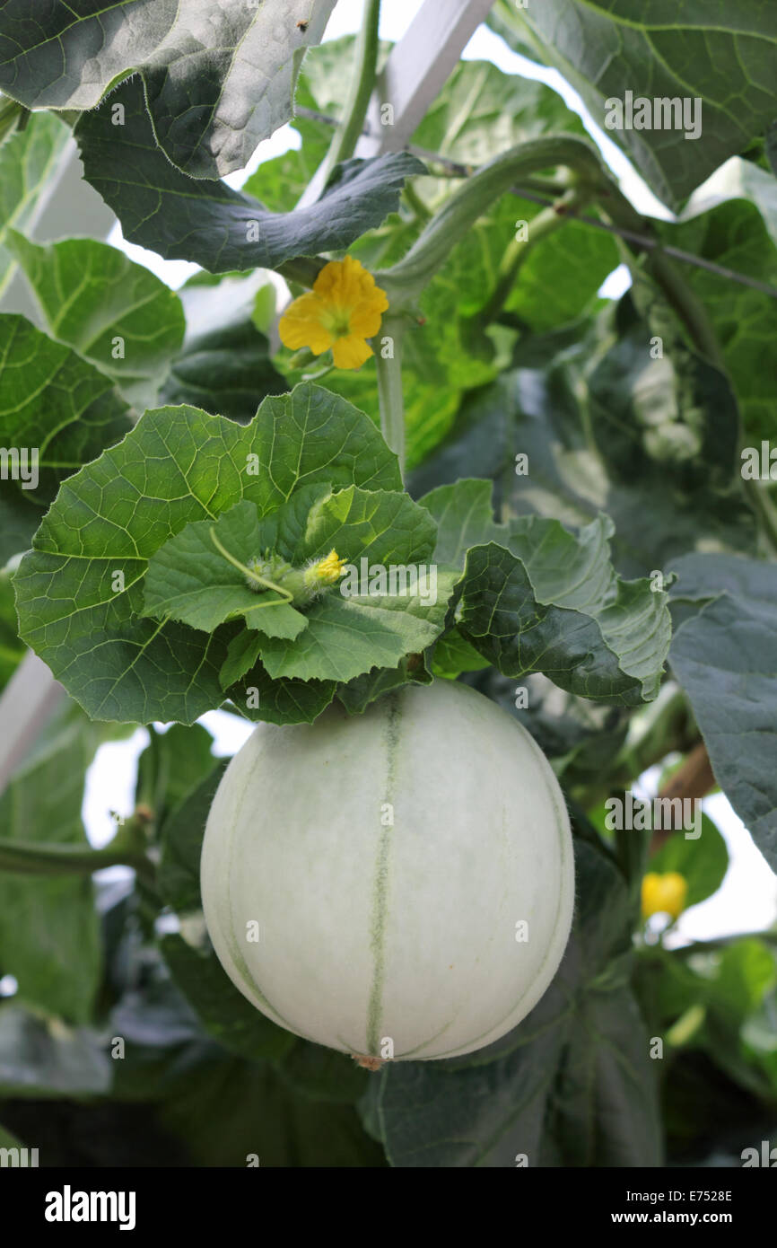 Melon growing in greenhouse hires stock photography and images Alamy